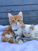Hannahs Cats
